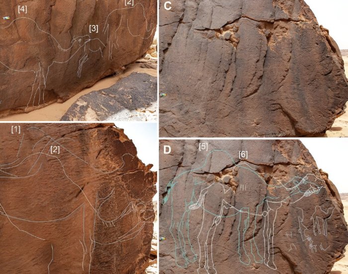 Remarkable Neolithic Life-Sized Camel Engravings Discovered In The Nefud Desert