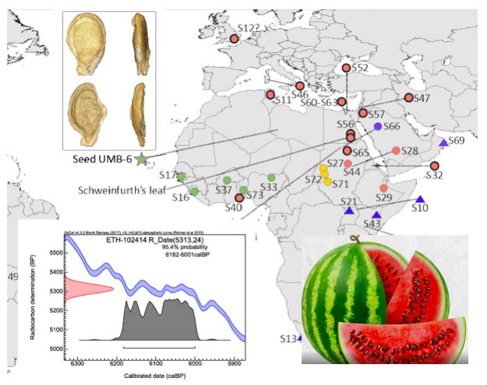  Neolithic Watermelons Reveal Some Surprises About Our Ancestors