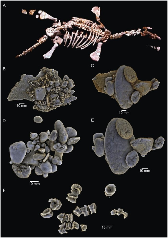 X-Ray Analysis Sheds New Light On Prehistoric Predator's Last Meal