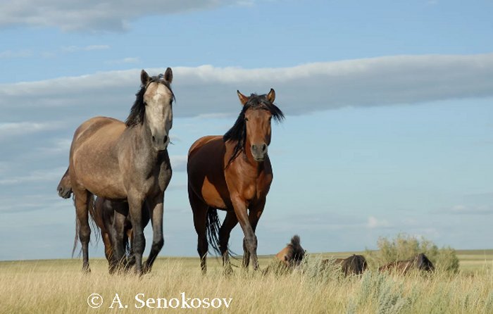 Horses in the Eurasian steppes: Already 5000 years ago, they served pastoralists as a source of milk and a means of… [more] © A. Senokosov