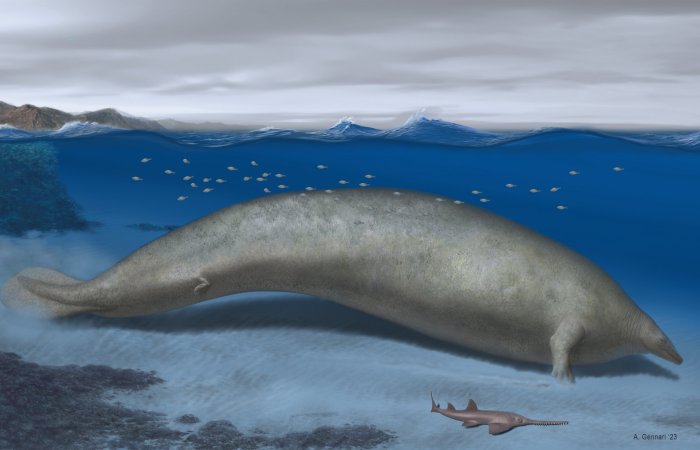 Whale That Lived 40 Million Years Ago Could Be The Heaviest Animal To Have Ever Lived