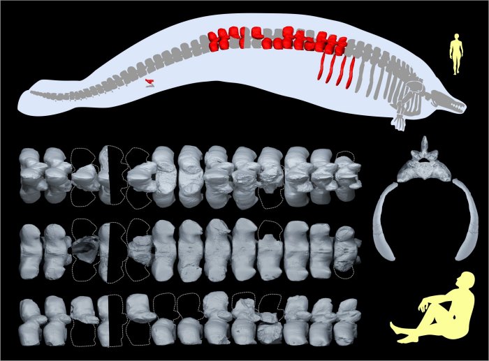 Whale That Lived 40 Million Years Ago Could Be The Heaviest Animal To Have Ever Lived 