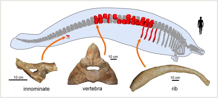 Whale That Lived 40 Million Years Ago Could Be The Heaviest Animal To Have Ever Lived 