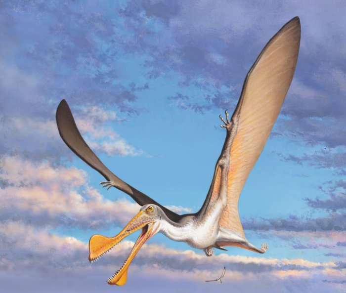 Reconstruction of an Australian pterosaur by Peter Trusler. Credit: Peter Trusler