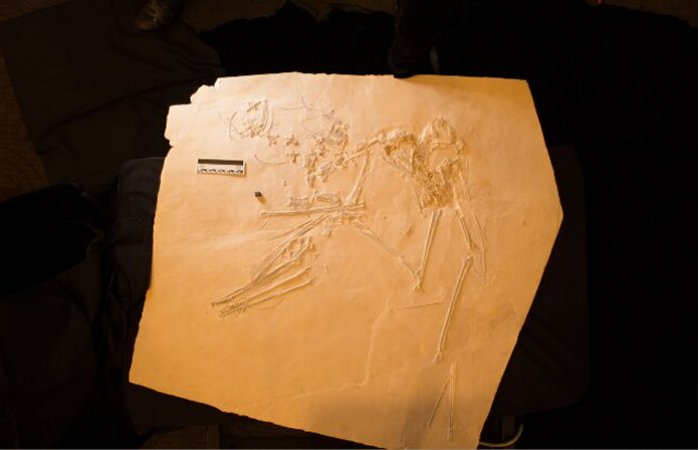 New Fossil Of 145-Million-Year-Old Pterosaur Nicknamed Elvis