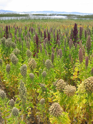 Superfood Of Ancient Andeans Reconstructed - What Helped To Fuel The Tiwanaku Civilization 2500 Years? 