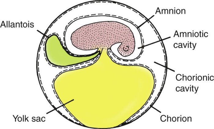 Which Came First: The Reptile Or The Egg?