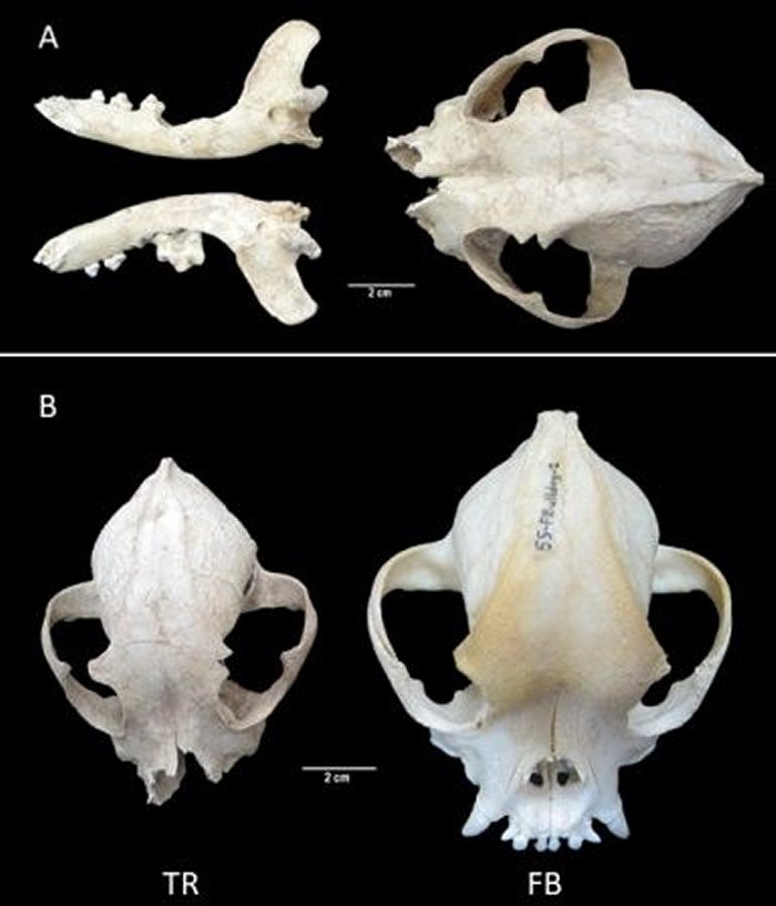 2,000-Year-Old Skull Reveals Ancient Romans May Have Been The First To Breed Flat-Faced Dogs