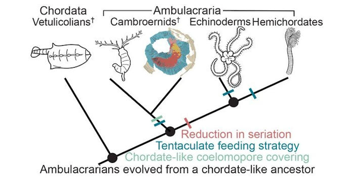 Rare 518-Million-Year-Old Fossils Of An Unusual-Looking Animal Fill A Gap In The Evolution Of Major Animal Groups