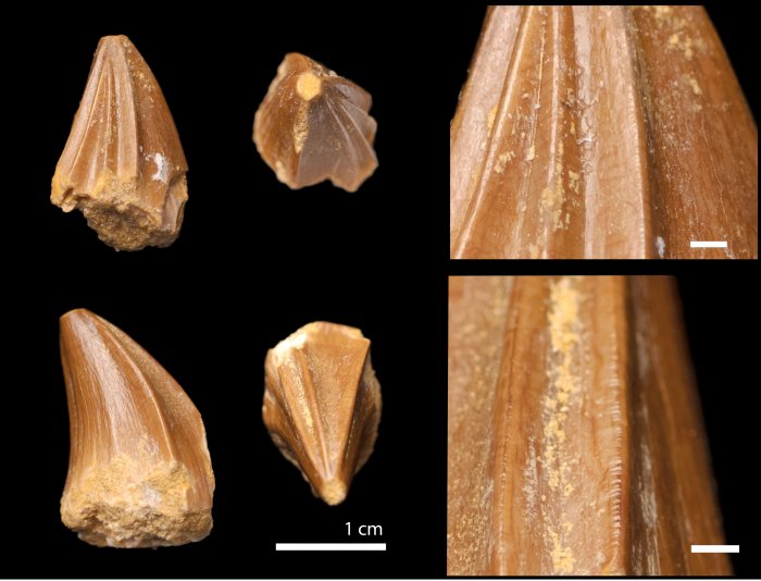 Fossil Of Mosasaur With Bizarre ‘Screwdriver Teeth’ Found In Morocco