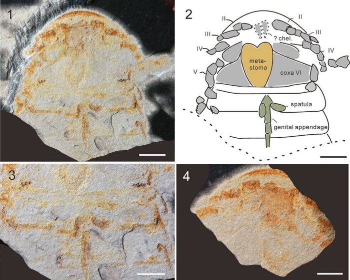 Earliest Sea Scorpion From China Found In End-Ordovician Anji Biota In Zhejiang