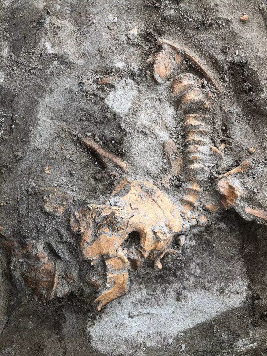 'Sensational' Discovery Of Large Untouched 4,000-Year-Old Grave In Norway