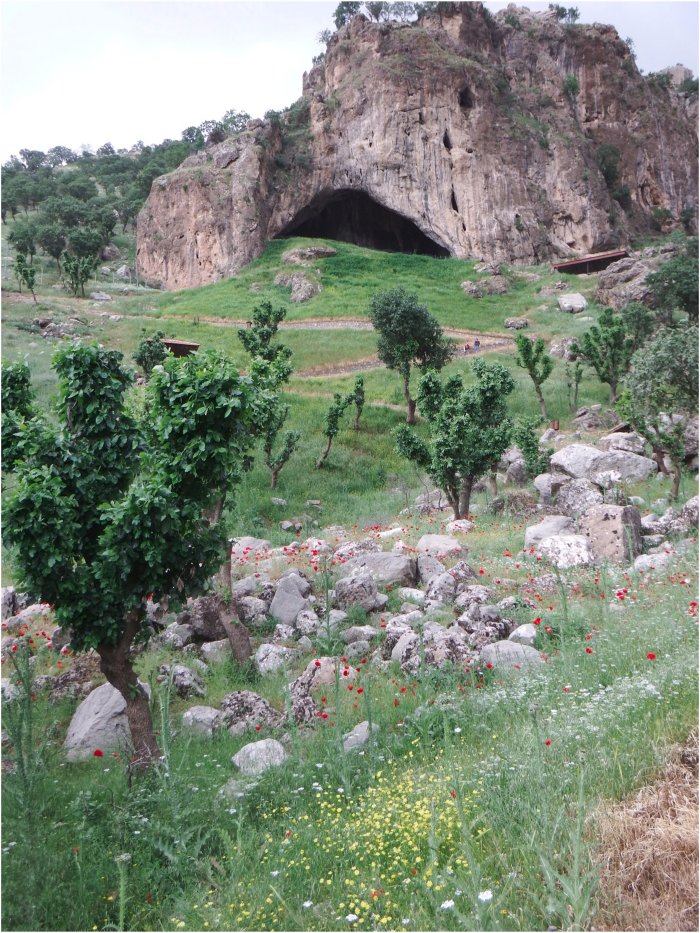 Has The Mystery Of Neanderthals' Flower Burial At Shanidar Cave Been Solved?