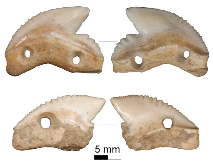 7,000-Year-Old Shark-Tooth Knives Discovered In Indonesia