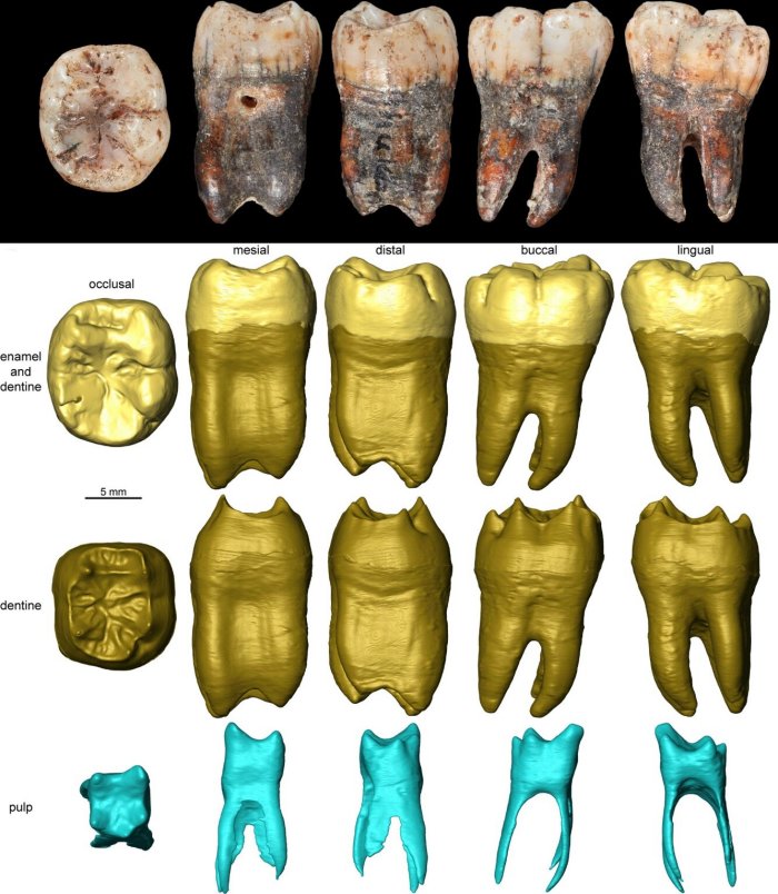 Startling Discovery Of Nubian Levallois Technology In Shukbah Cave Re-Writes Ancient History Of Neanderthals And Homo Sapiens 