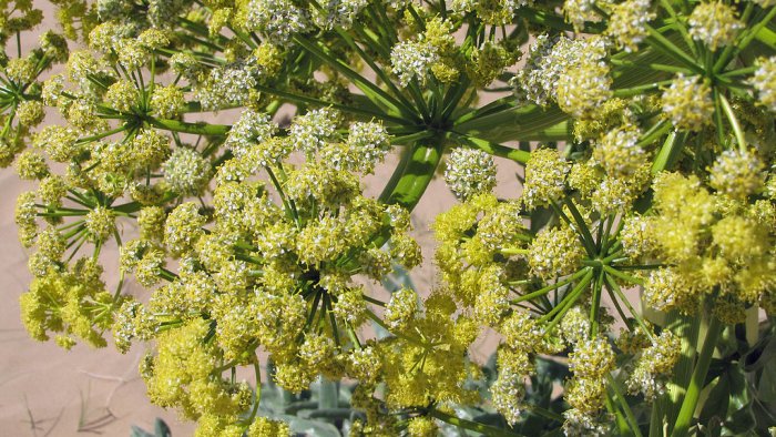 Silphium - Remarkable Ancient Herb That Vanished 