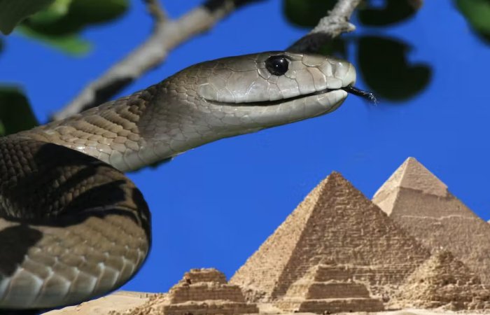 Brooklyn Papyrus Reveals Ancient Egypt Had Far More Venomous Snakes Than The Country Today