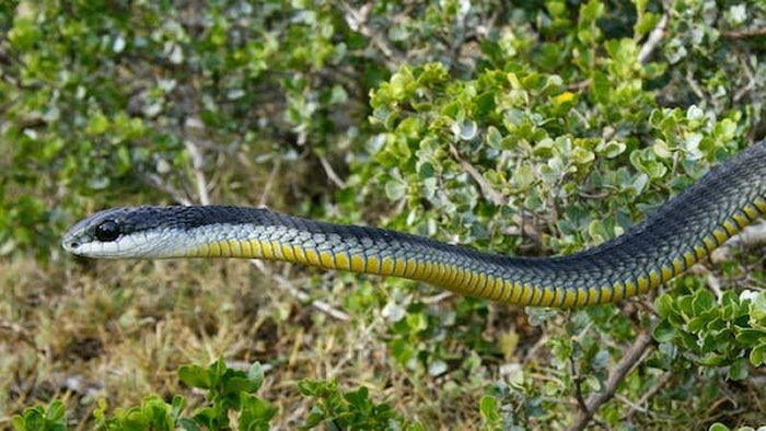 Brooklyn Papyrus Reveals Ancient Egypt Had Far More Venomous Snakes Than The Country Today