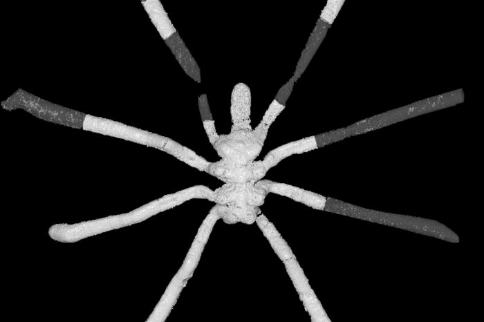 Palaeopycnogonides gracilis - the 3D model drawn from the CT-scan data - Image credit: Dr Romain Sabroux