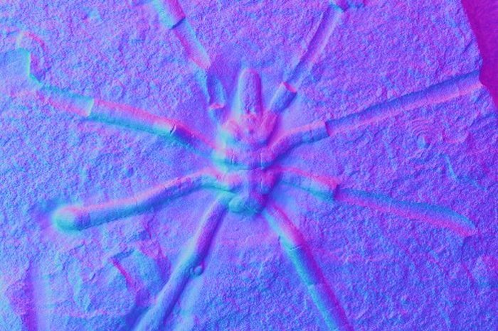 Palaeopycnogonides gracilis in blue and pink; that is drawn from the reflectance transformation Imaging technic Dr Romain Sabroux