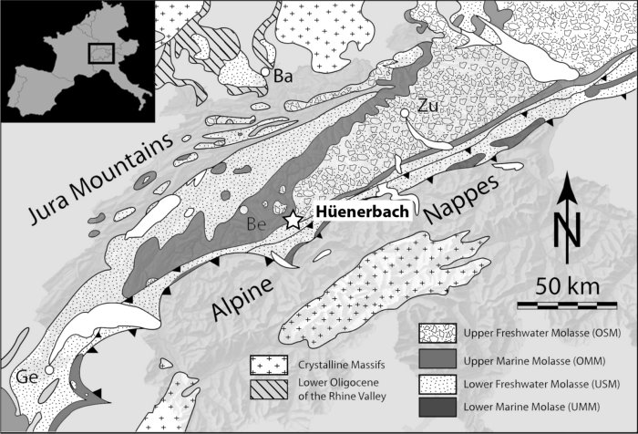 Location map of Hüenerbach by the city of Langnau im Emmental (Canton of Bern, Switzerland). The Swiss molᴀsse Basin Tertiary Formations are marked highlighting the fact that the Hüenerbach locality is at the transition between the OMM and OSM. Ba. Basel, Be. Bern, Ge. Geneva, Zu. Zurich (modified after Mennecart, 2012)