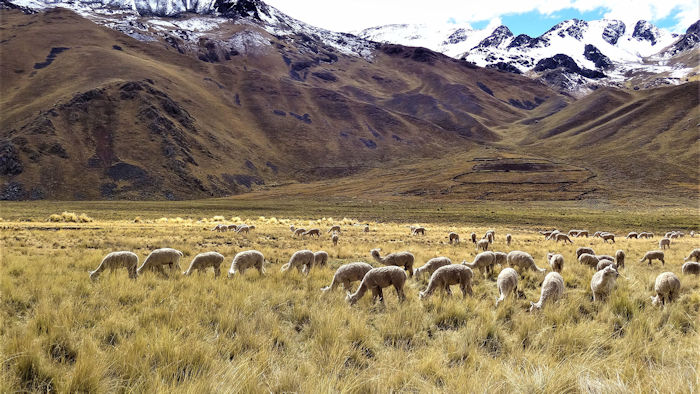 Climate In The Andes Has Driven 7,000 Years Of Dietary Changes - New Study Reveals