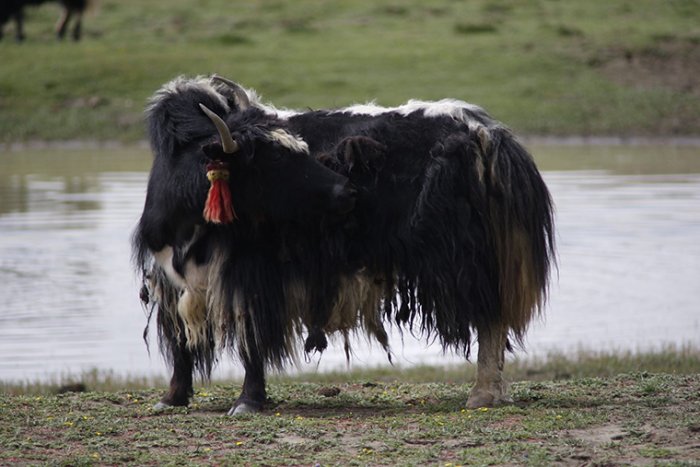 Earliest Evidence For Domestic Yak - Revealed By Ancient DNA And Archaeology Reveal