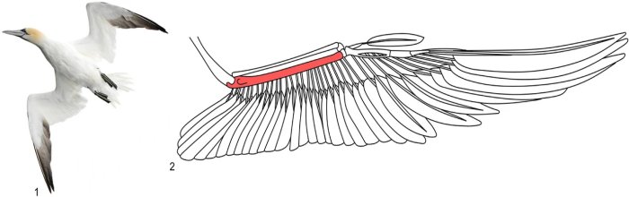 Image of northern gannet (Morus bᴀssanus) (1); illustration of the wing anatomy of northern gannet and location of the ulna.