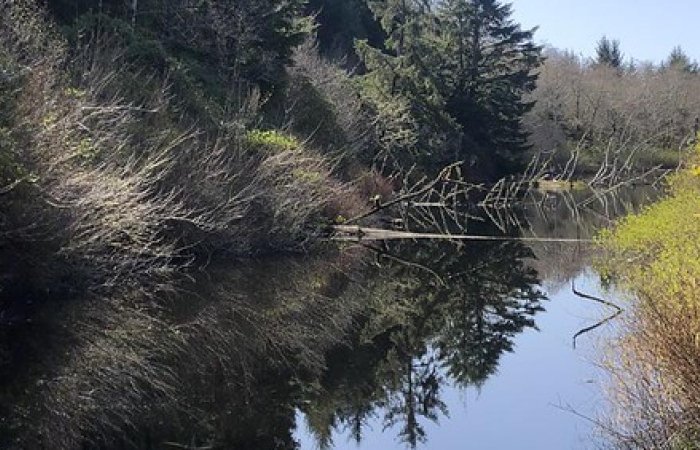 Tree Rings On the Oregon Coast Show Evidence A Tsunami That Struck The Pacific Northwest In 1700