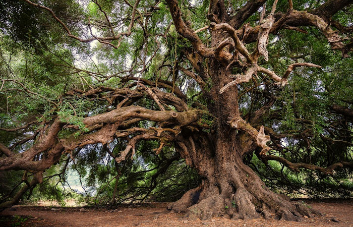 Evolution Of Tree Roots Led To Ancient Mass Extinctions - Geologists Say