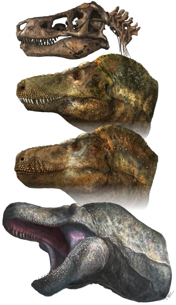 Predatory Dinosaurs Such As T. rex Sported Lizard-Like Lips – Study Suggests