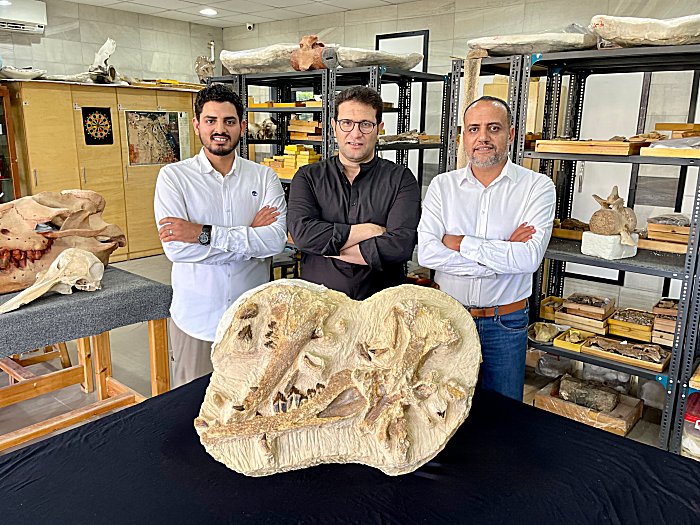 The Egyptian paleontologists Abdullah Gohar, Mohamed Sameh, and Hesham Sallam (from left) next to the holotype fossils of the newly identified basilosaurid whale, Tutcetus rayanensis, at Mansoura University Vertebrate Paleontology Center. Credit: Hesham Sallam - Mansoura University Vertebrate Paleontology Center