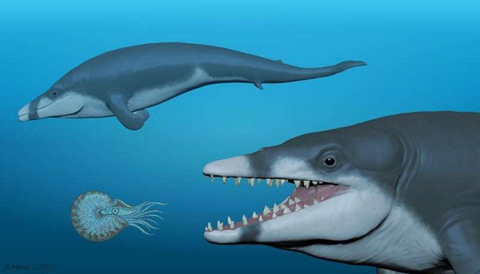 Tutcetus: The 'Pharaoh' Of Whales Who Died Young 41 Million Years Ago