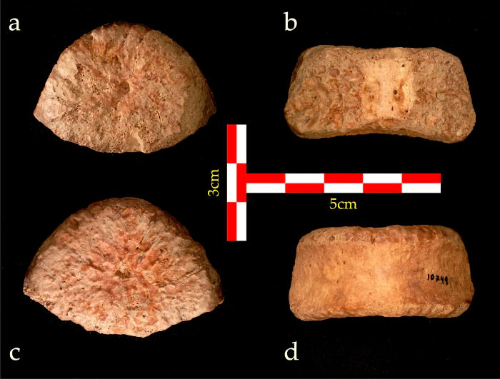 1,5-Million-Year-Old Hominin Fossil Reveals Missing Link In Human Evolution