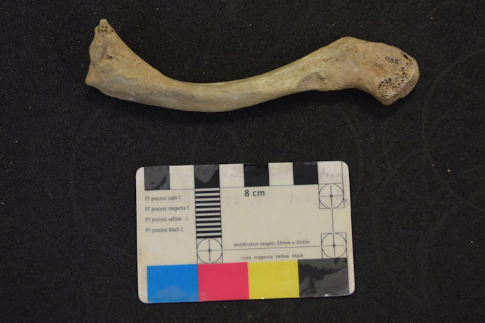 UK's Oldest Human DNA Reveals Two Genetically Distinct Human Groups Migrated To Britain At The End Of Last Ice Age