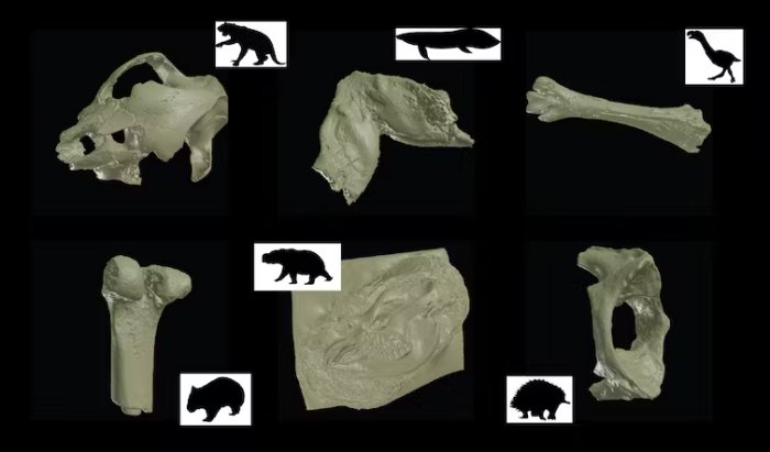 New Virtual Museum Reveals 600 Million Years Of Australian Fossils In Unprecedented 3D Detail