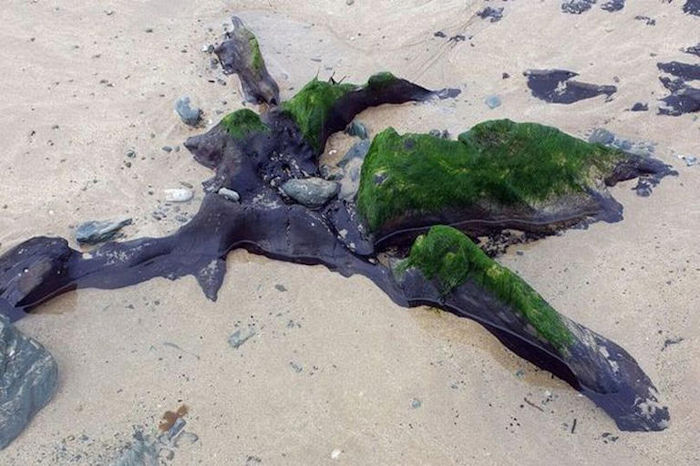 Amazing Prehistoric Forest Submerged Under Water Thousands Of Years Ago Re-Emerges On Welsh Beach