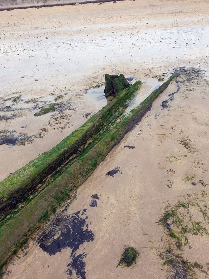 Amazing Prehistoric Forest Submerged Under Water Thousands Of Years Ago Re-Emerges On Welsh Beach